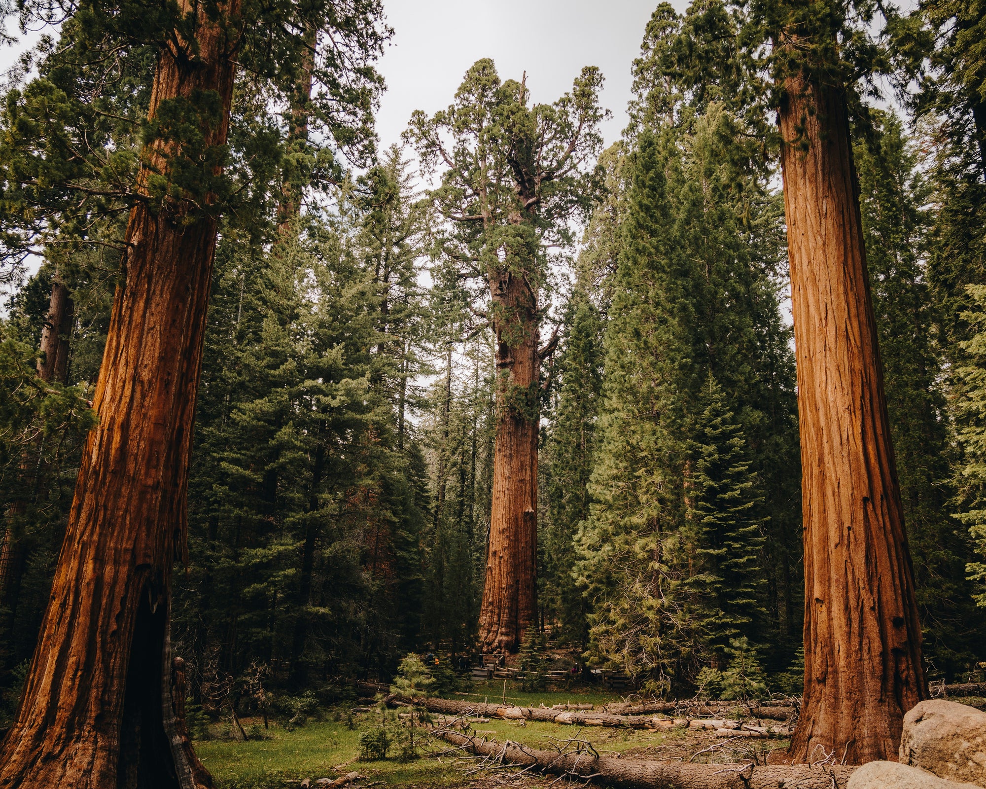 Rise & Wonder: A Family Weekend in Sequoia National Park