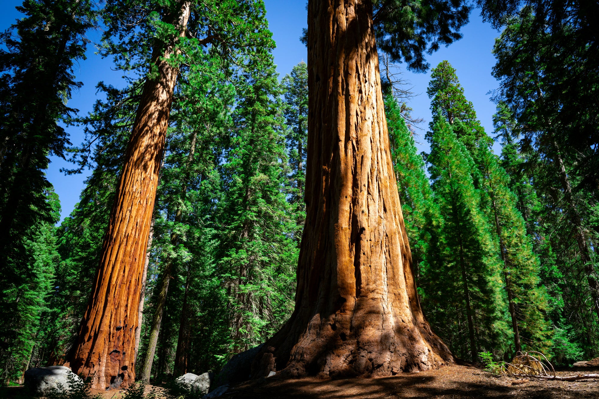Rise & Wonder: A Family Weekend in Sequoia National Park